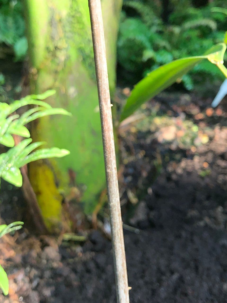 Zamia 12
