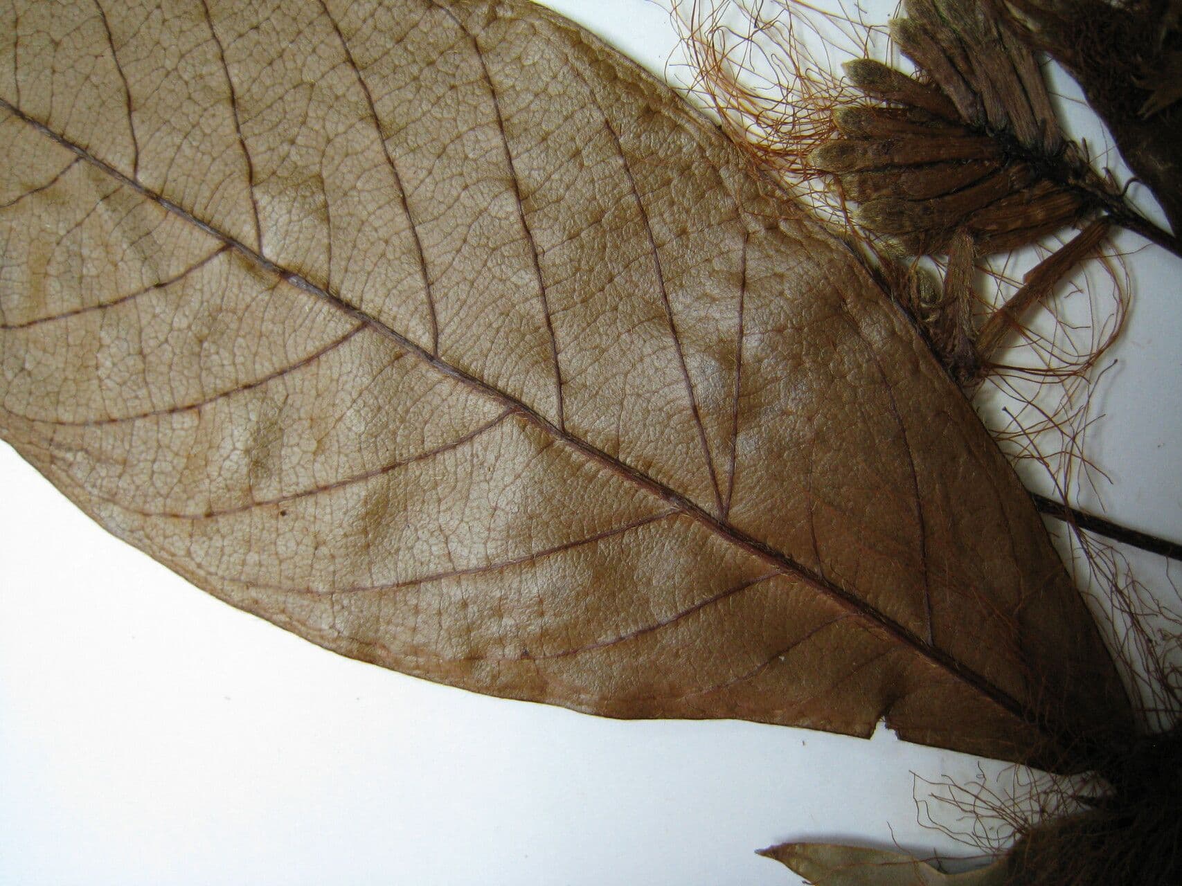 Inga pelosa 2