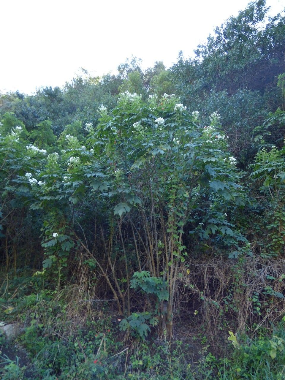 Montanoa 14