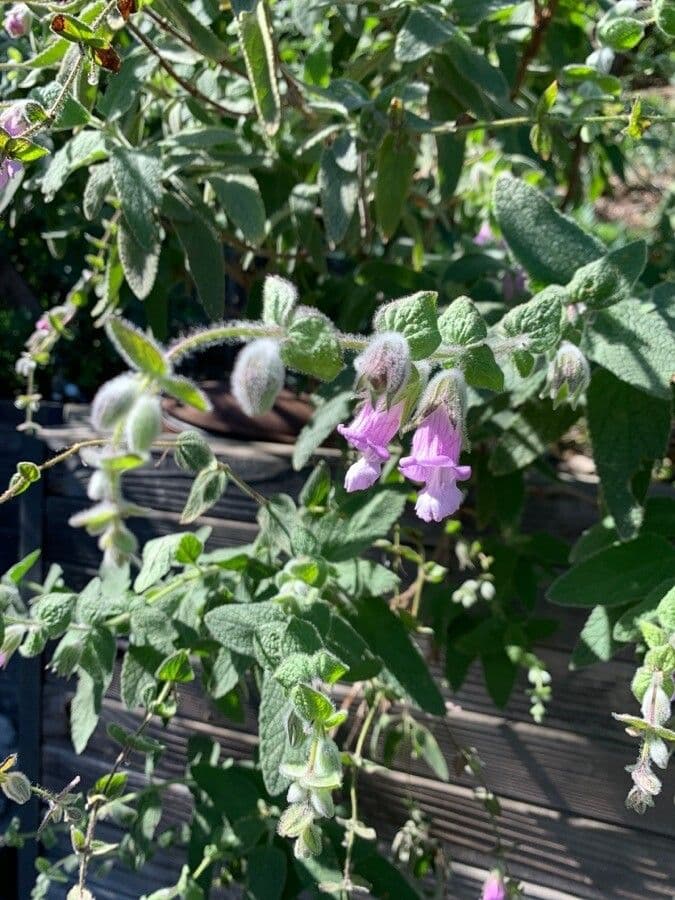 Salvia brocca 4