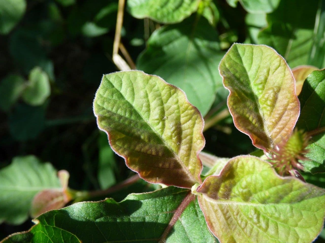 Achyranthes aspera 16