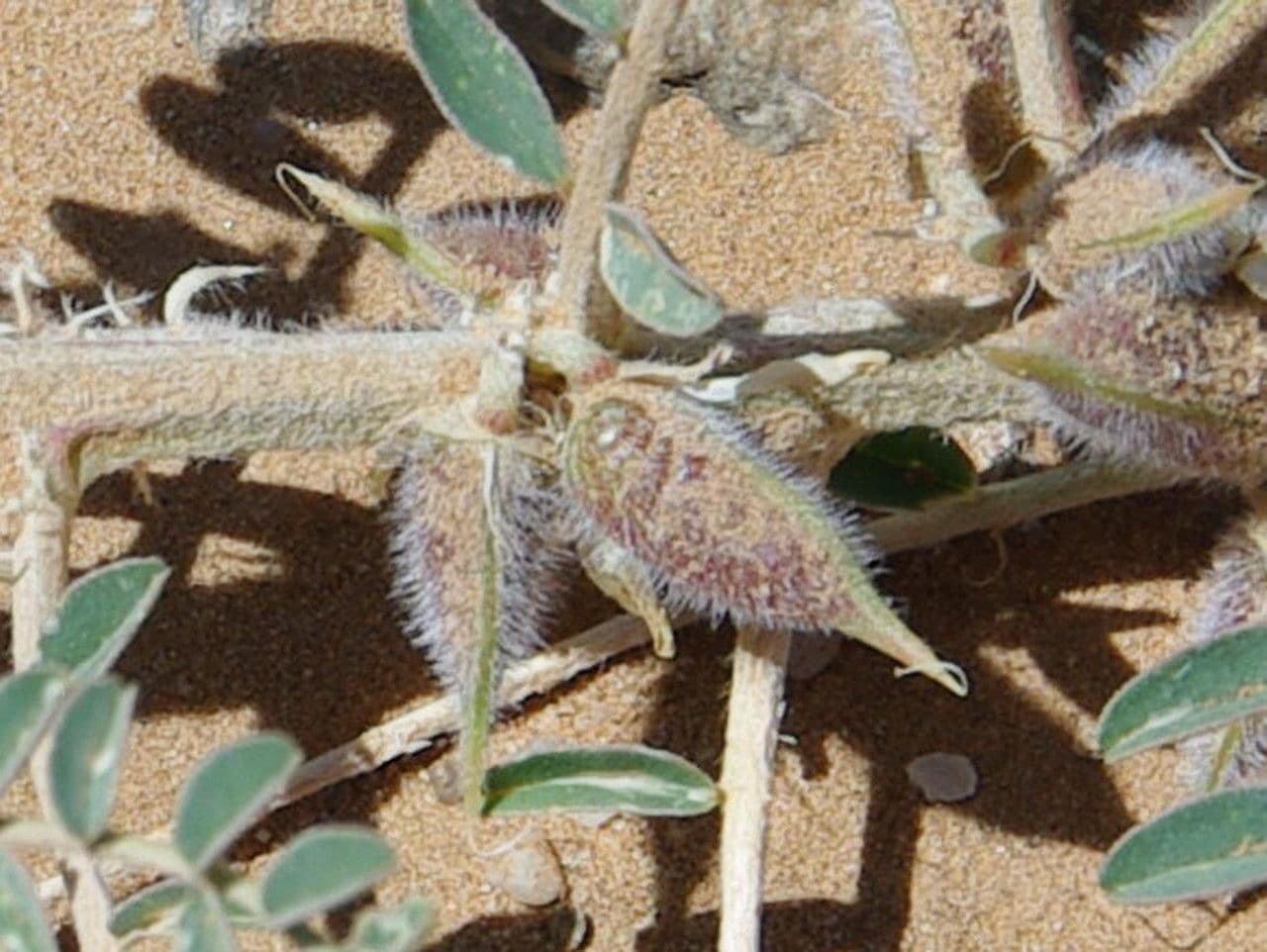 Astragalo 5