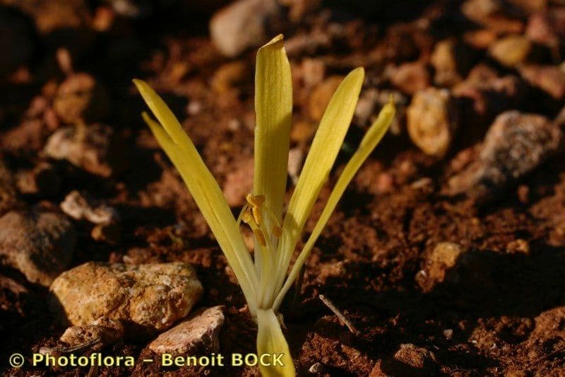 Sternbergia colchiciflora 12