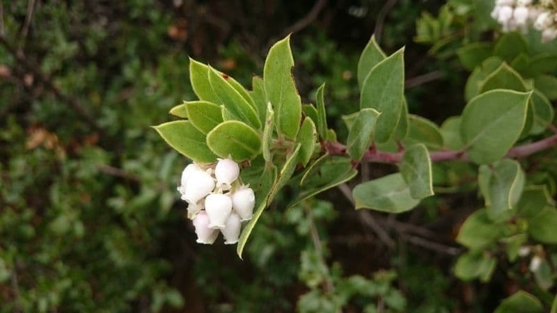 Arctostaphylos virgata 2