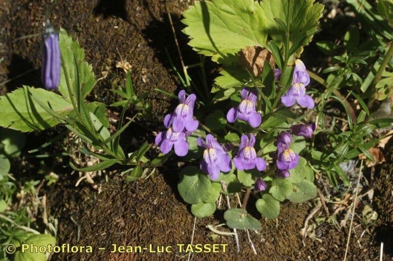 Cymbalaria pallida 10