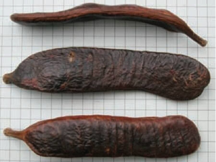 Dimorphandra