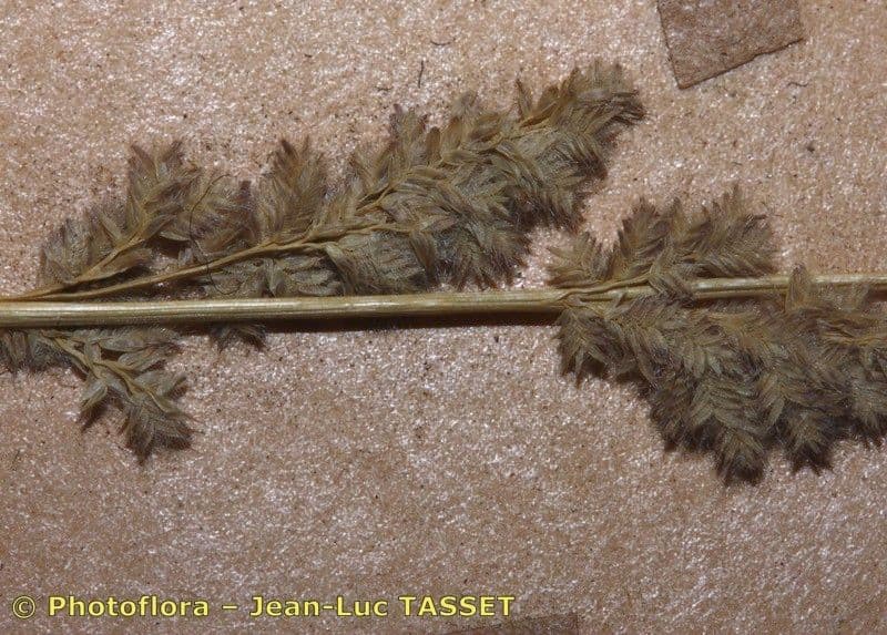 Eragrostis ciliaris