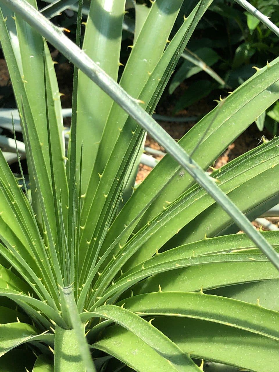 Puya 13