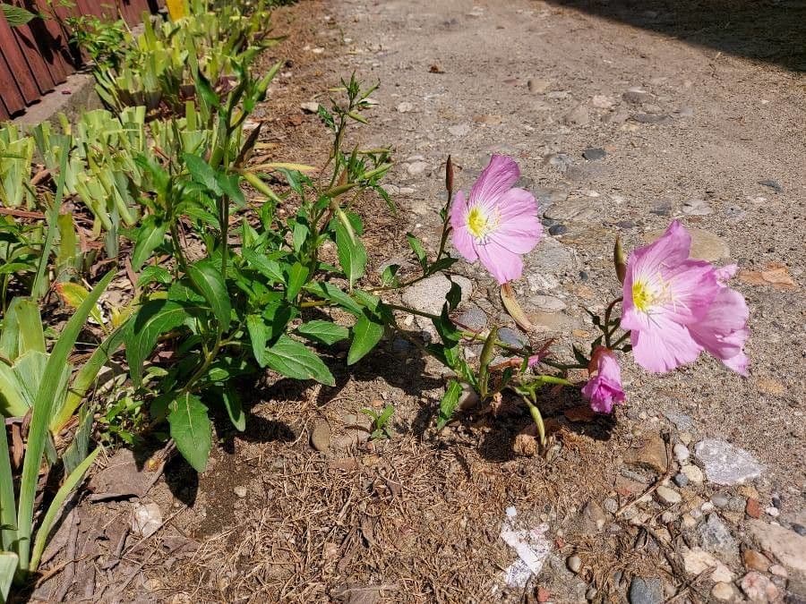 Enotera rosa 14