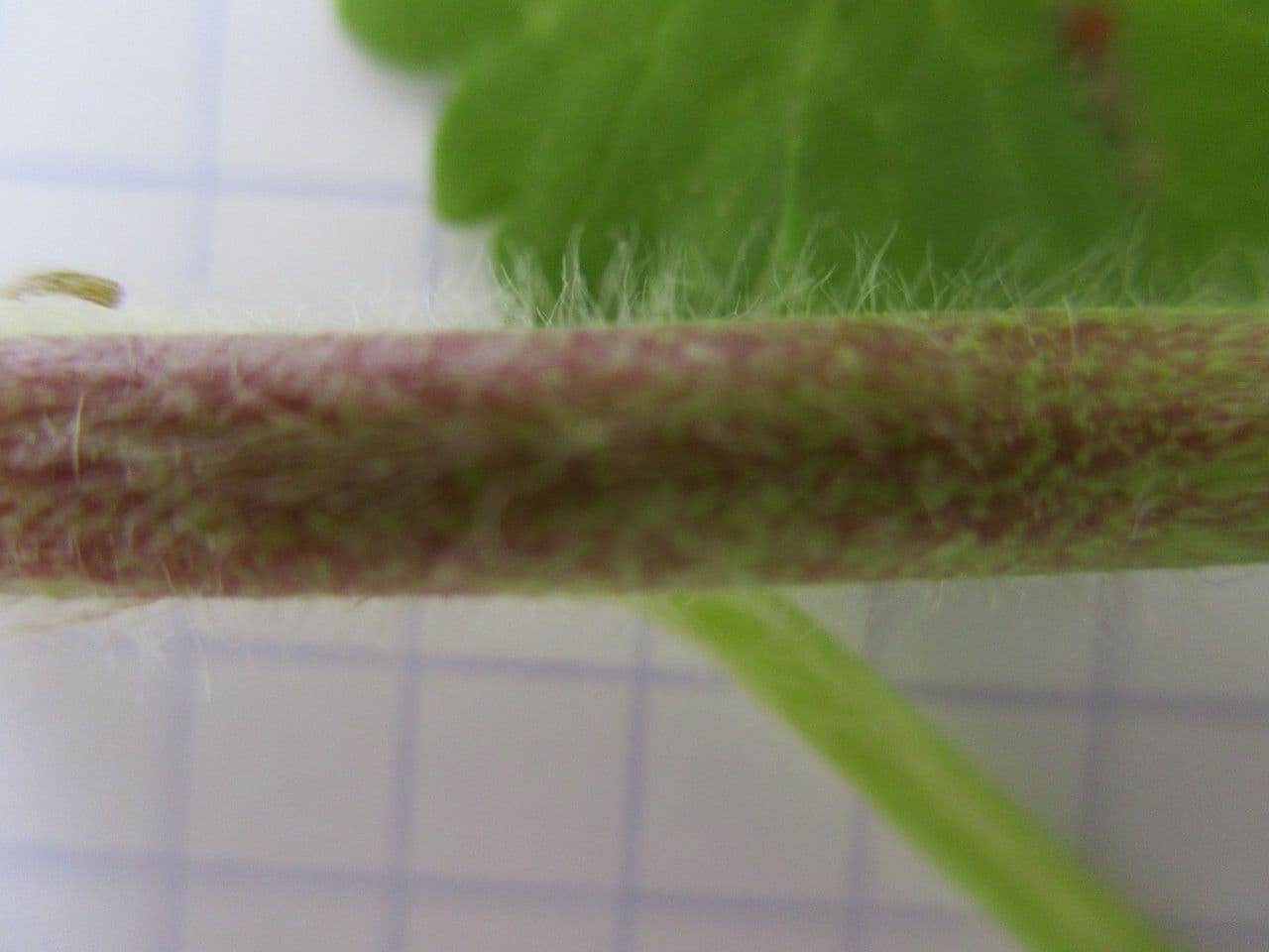 Ranunculus parviflorus 22