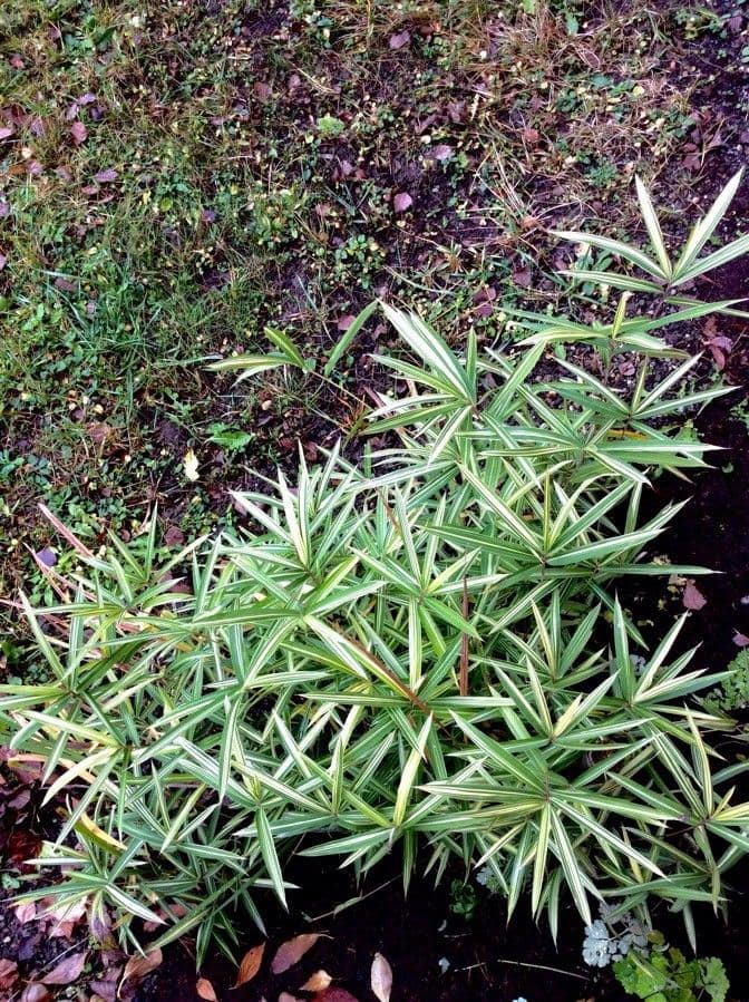 Scagliola arundinacea 11