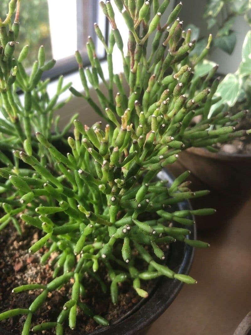Cactus corail 10