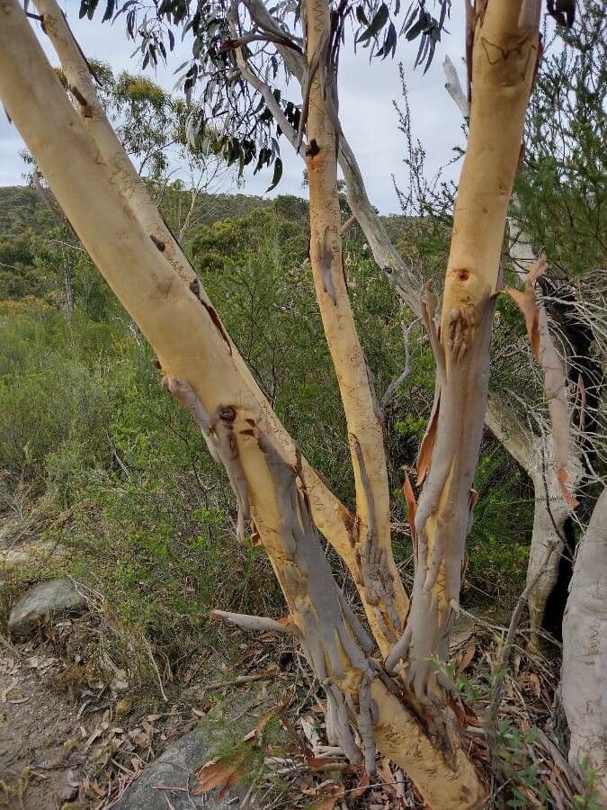 Gezeichneter Eukalyptus 2