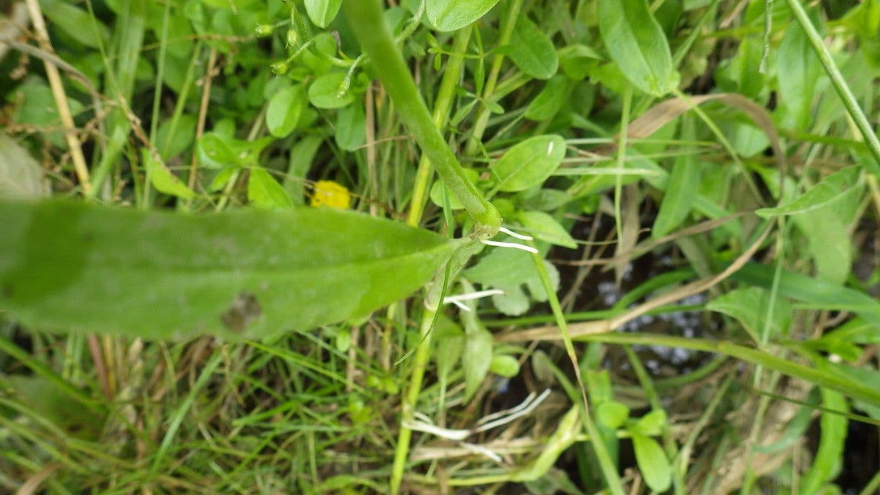 Wasser-Spiessblatt 5
