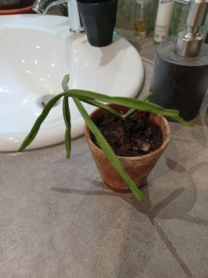 Rhipsalis 8