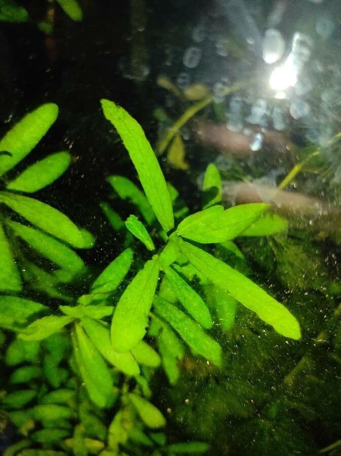 Hygrophila polysperma 3