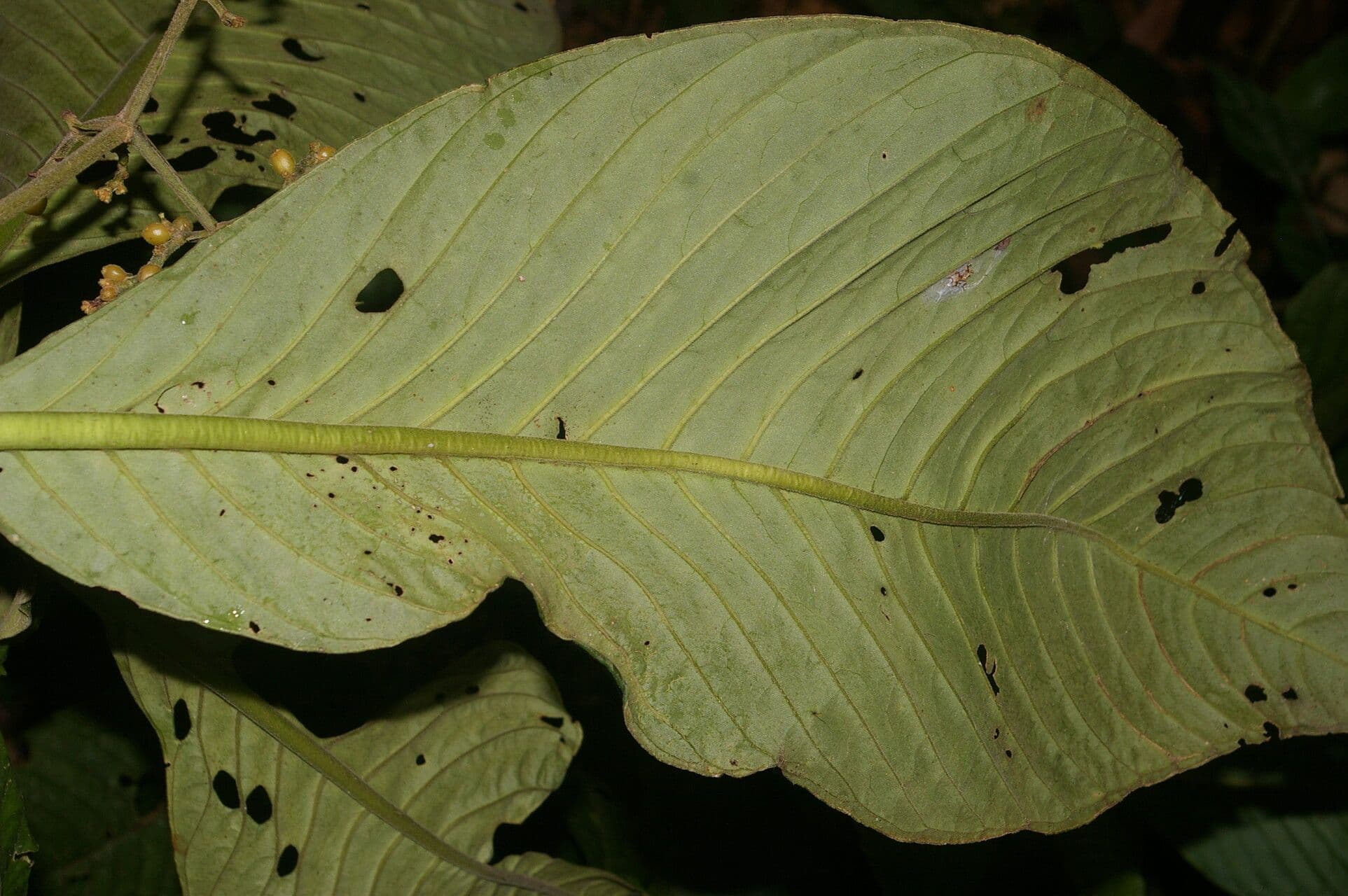 Notopleura 10