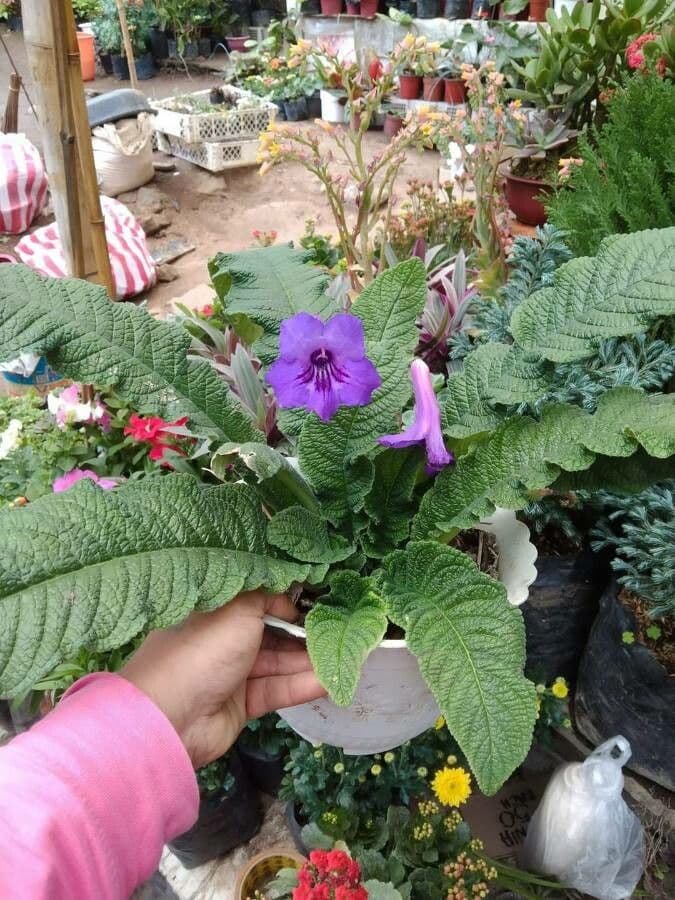 Primula del Capo 5