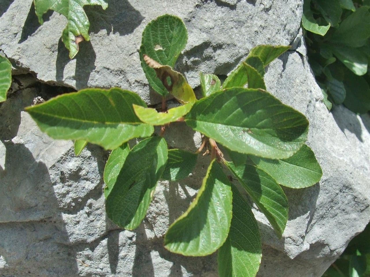 Krušina 18