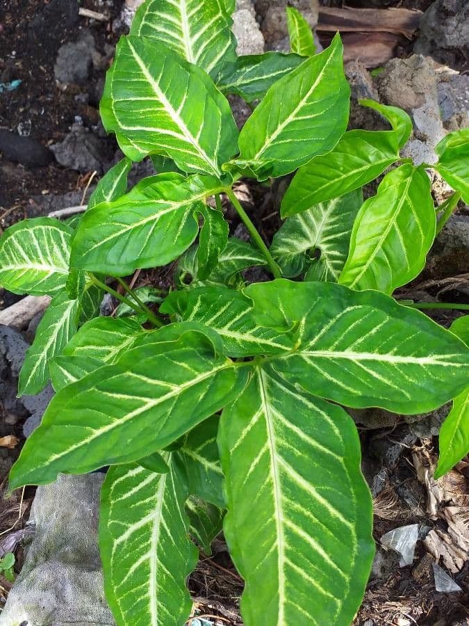 Syngonium 11