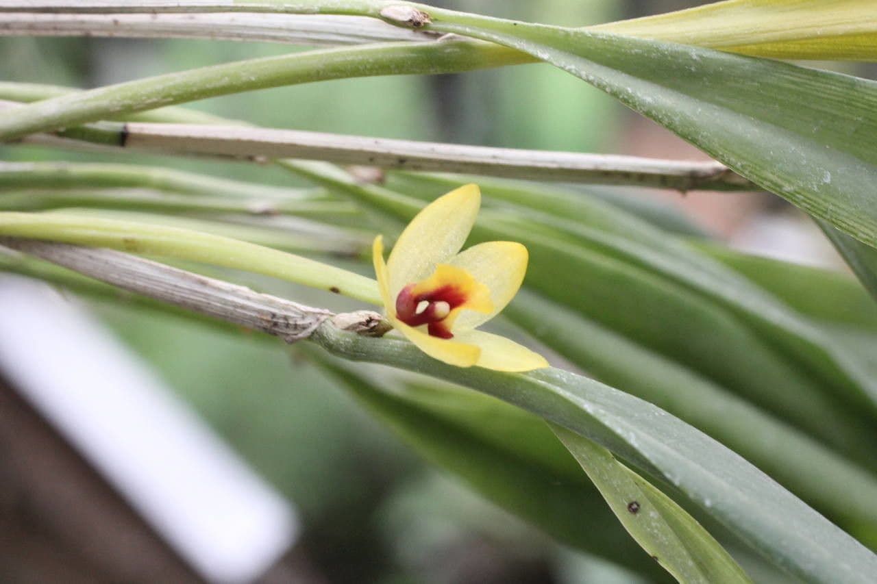 Octomeria 3