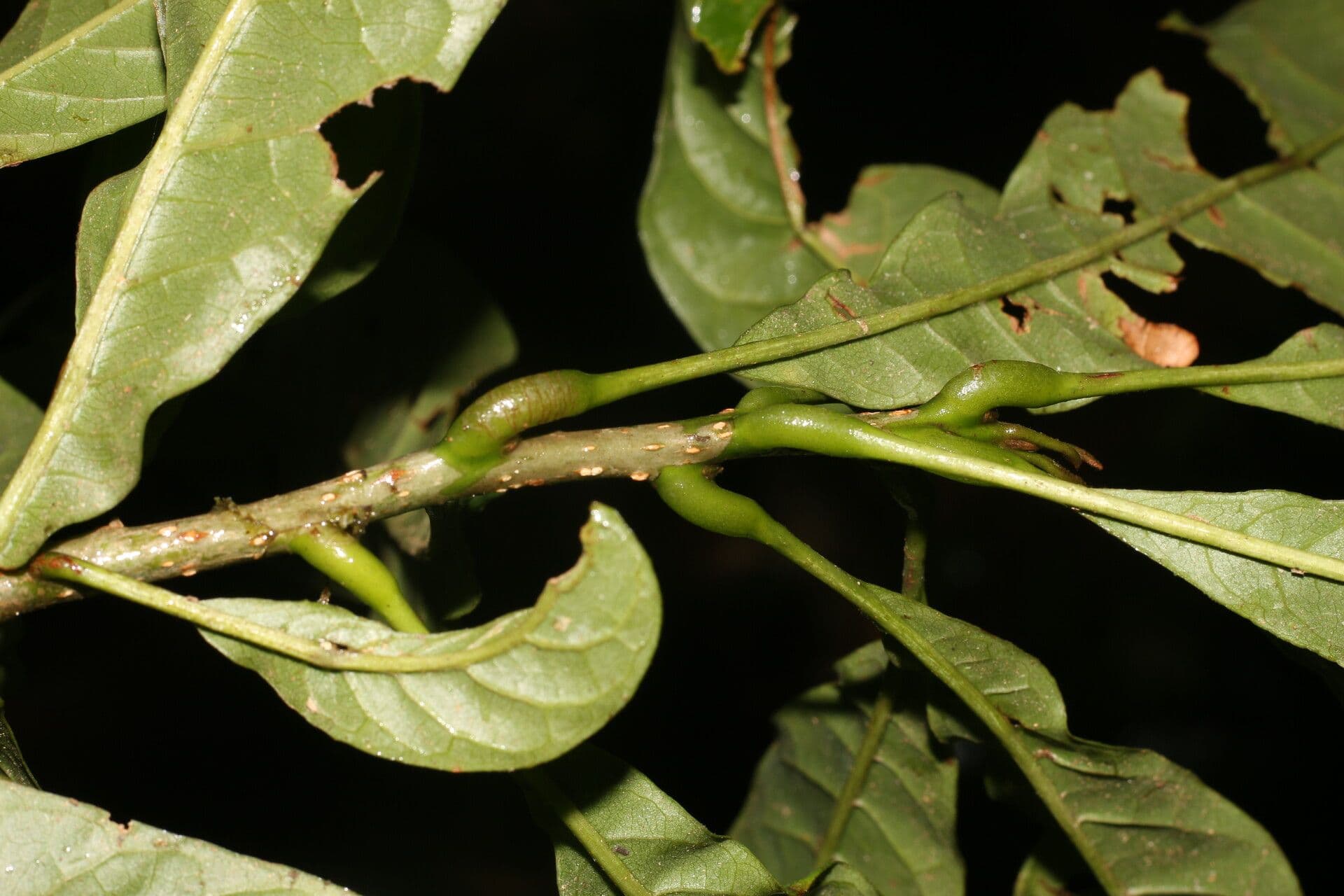 Meliosma 16