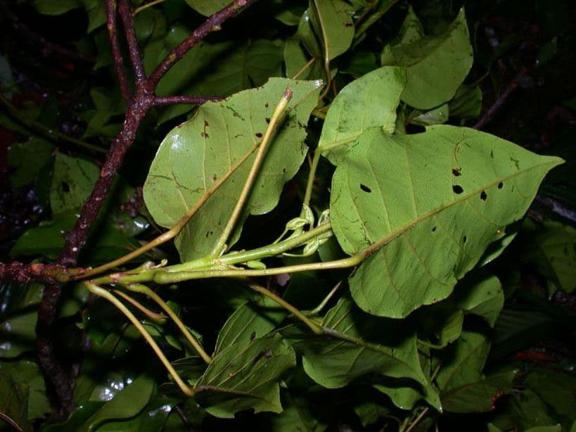 Hieronyma alchorneoides 6