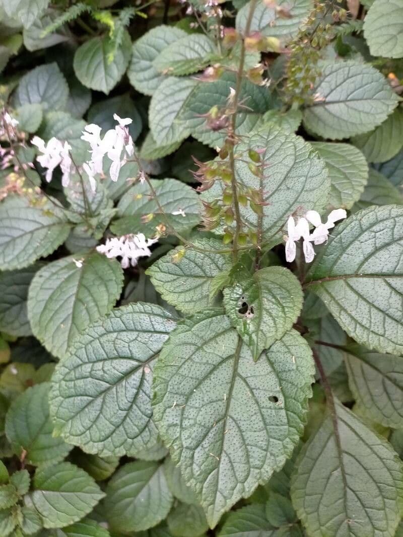 Plectranthus 10