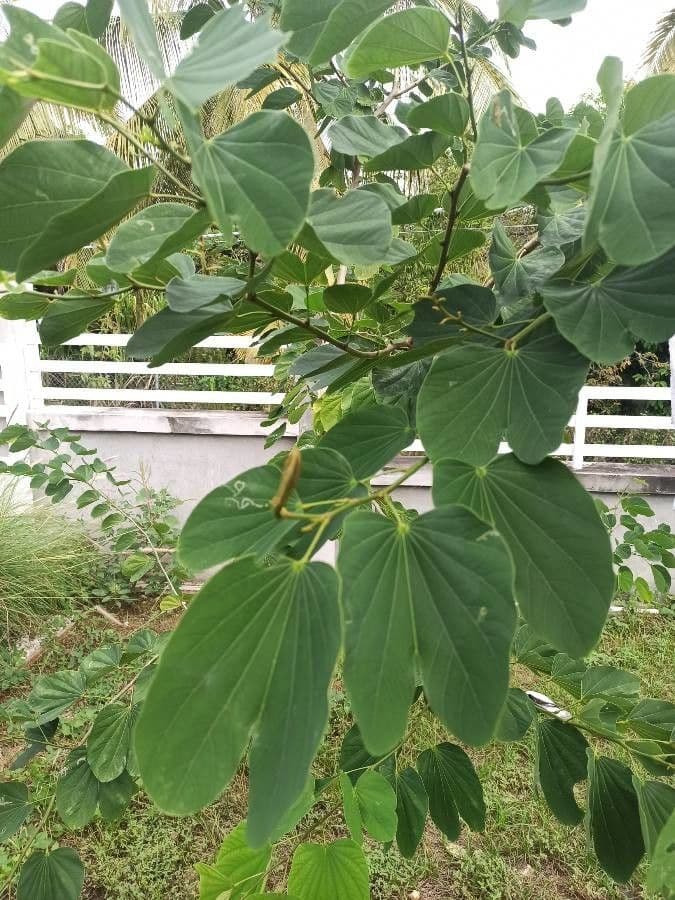 Bauhinia purpurea 19