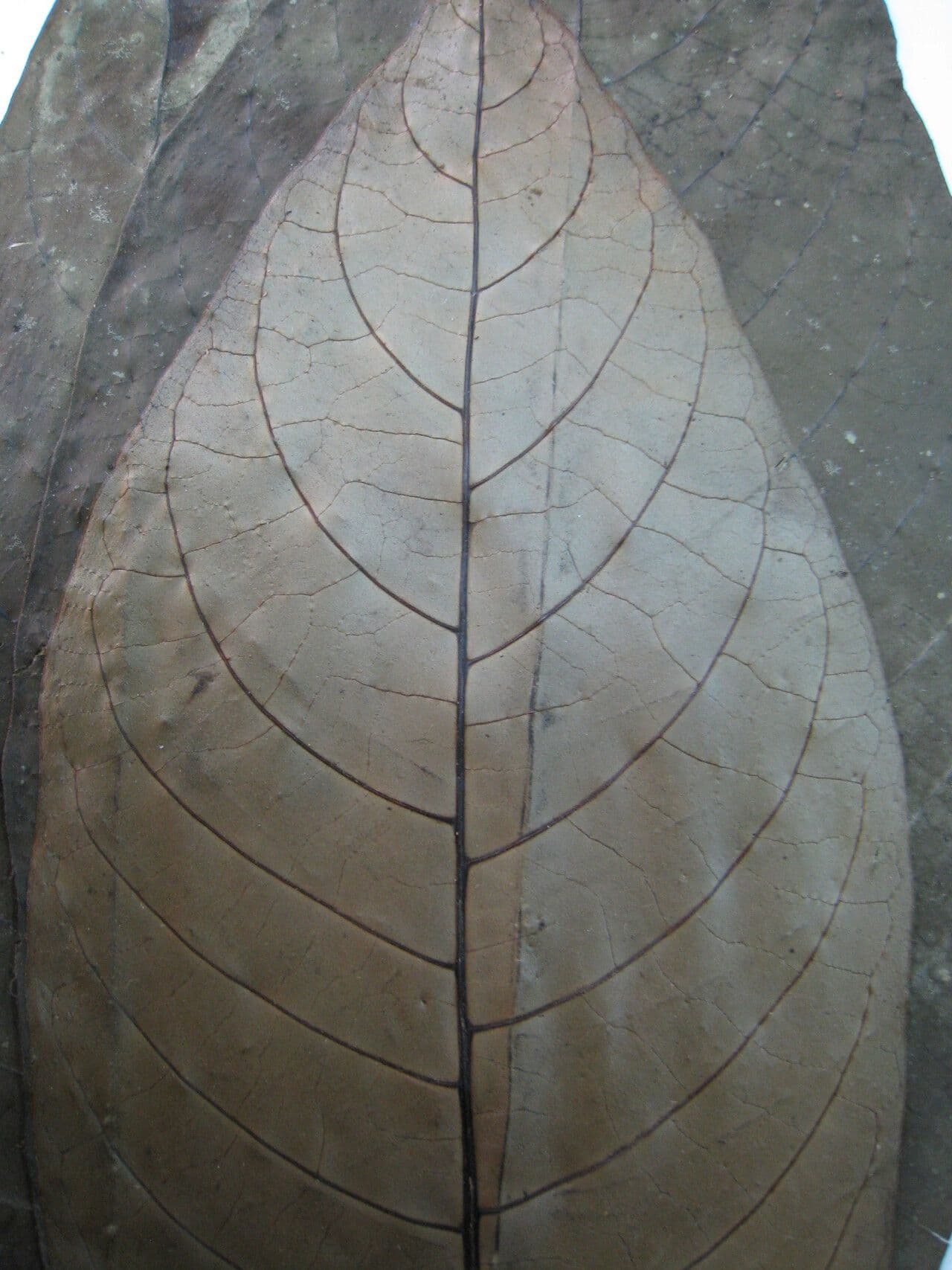 Palicourea 2