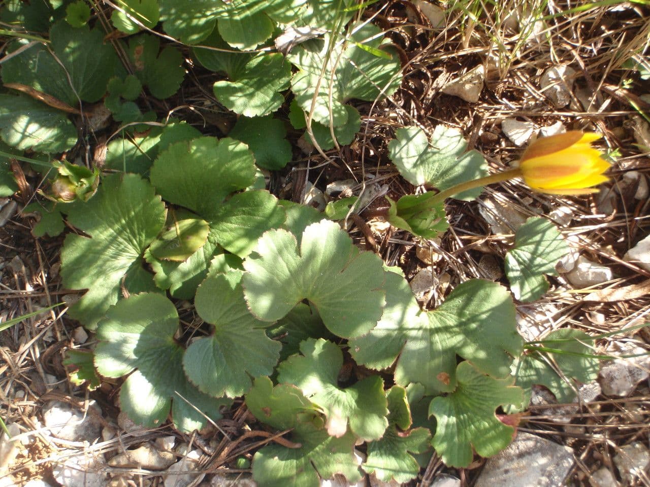 Anemone palmata 14