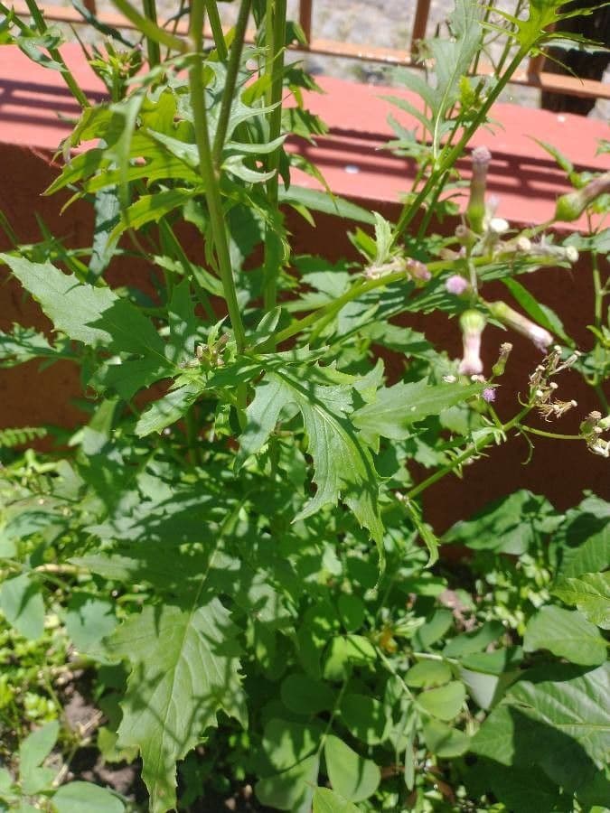 Erba bruciata valerianifolia 8