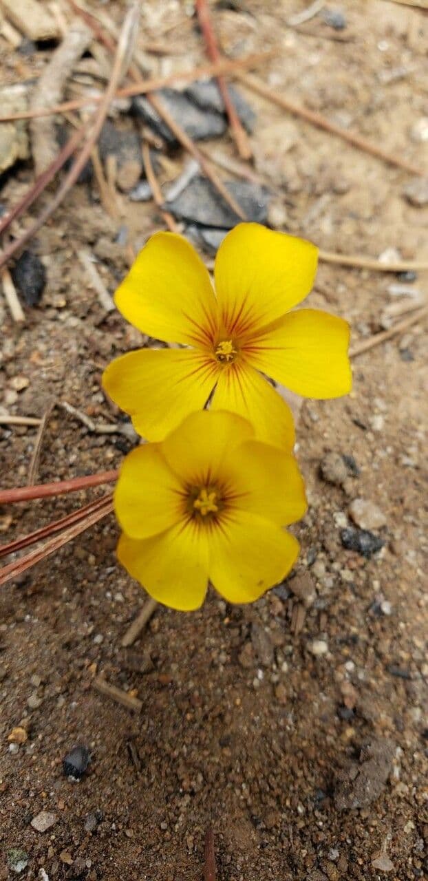 Acetosa