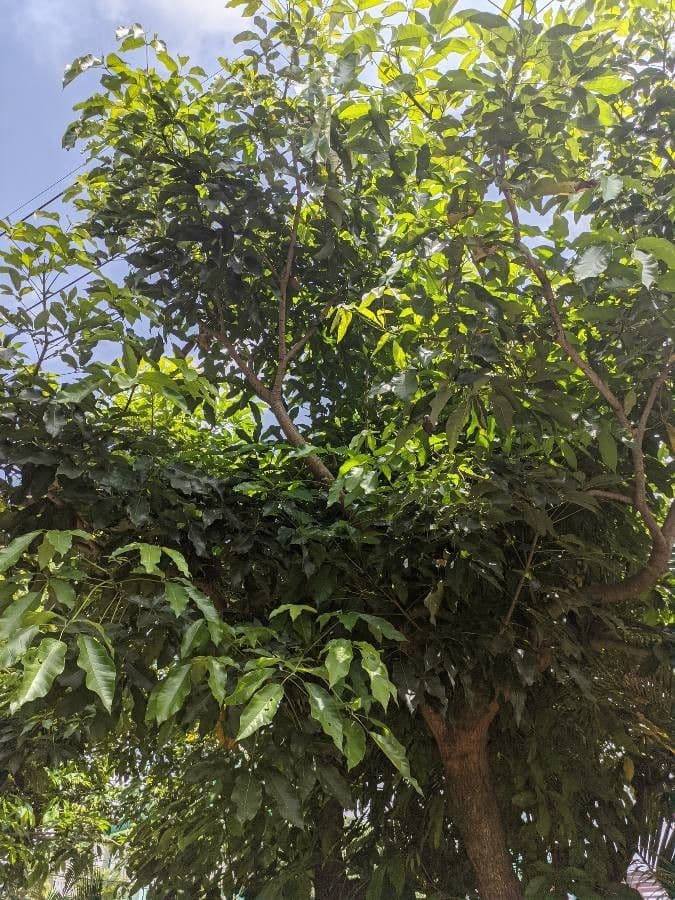 Tabebuia 23
