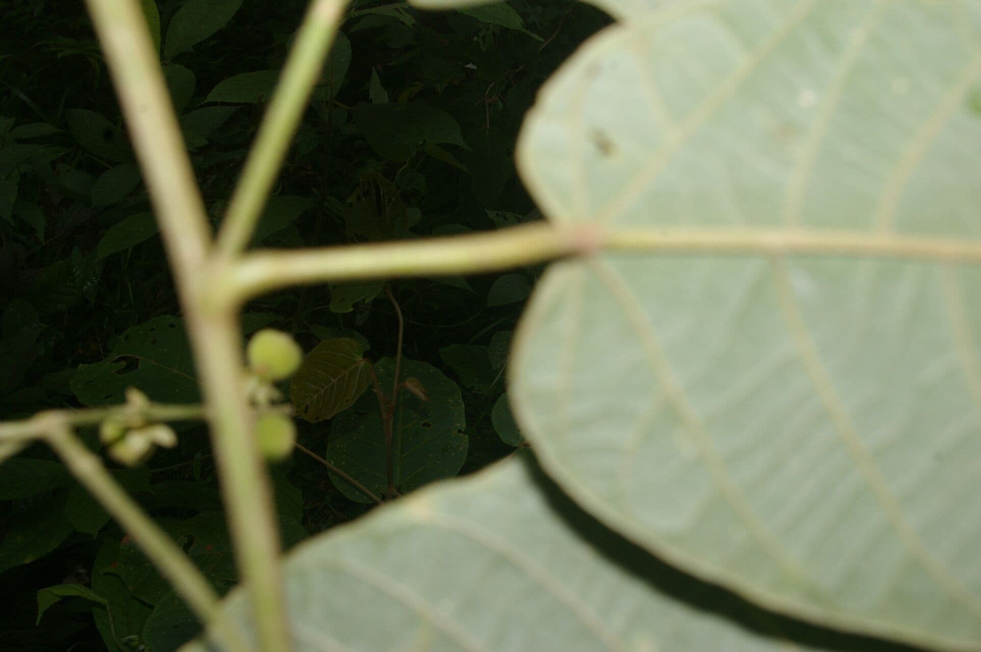 Croton 8