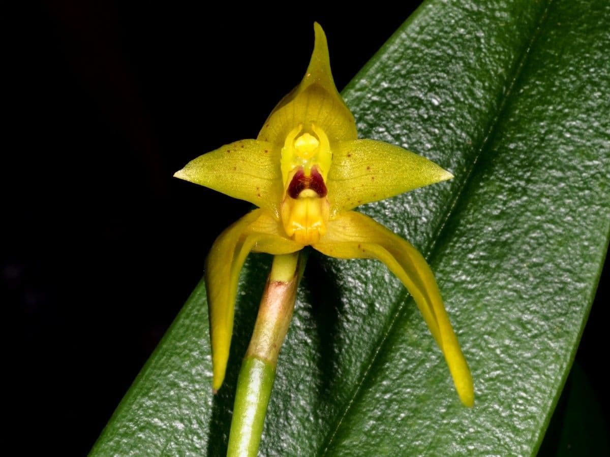 Bulbophyllum 6
