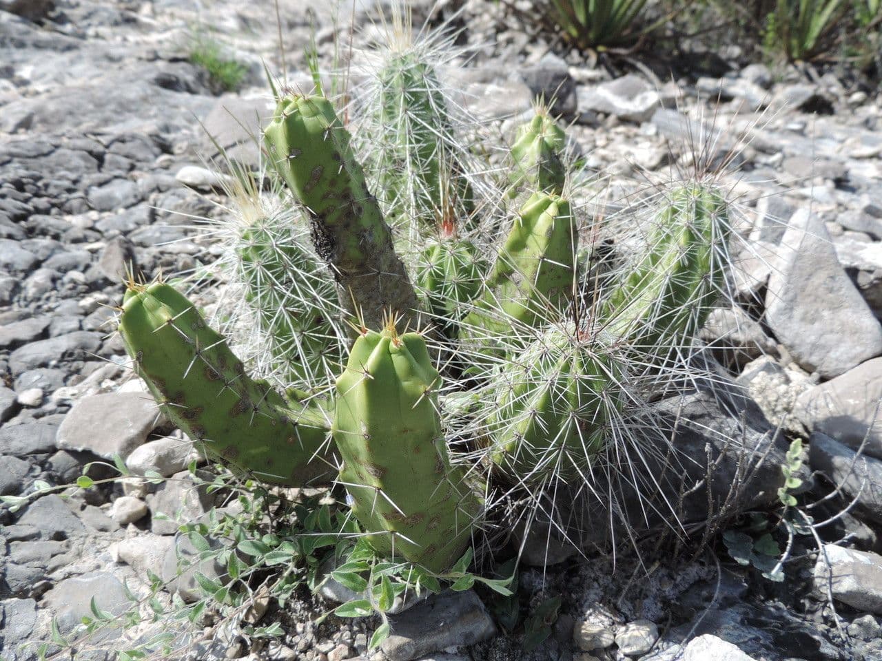 Cactus a cinque lobi 11