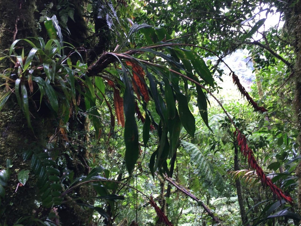 Pitcairnia 7