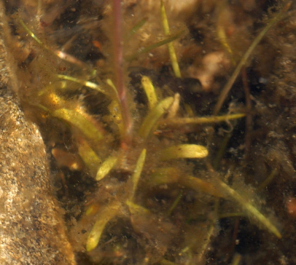Lobelia acquatica 16