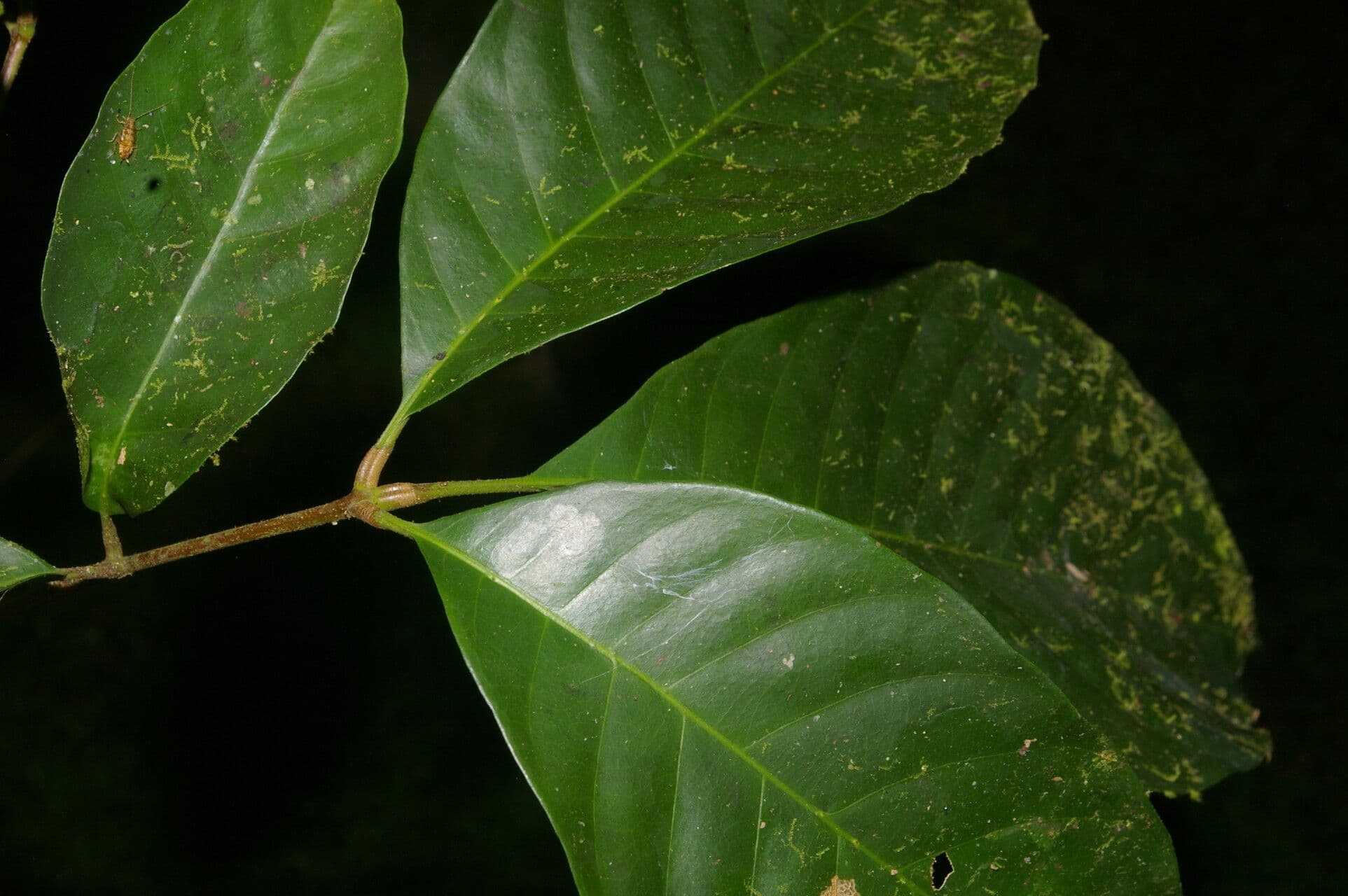 Trichilia 12