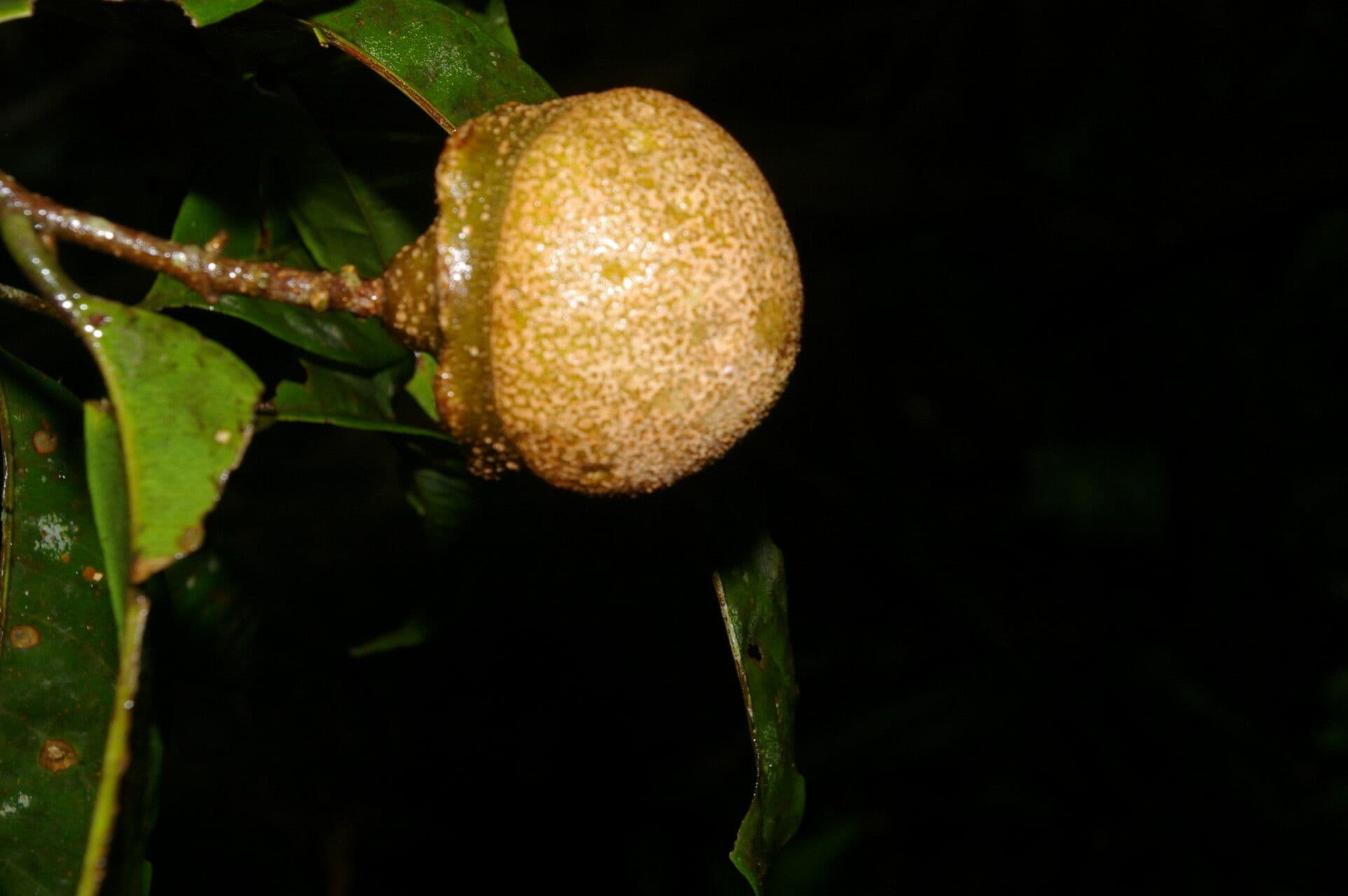 Eschweilera 2