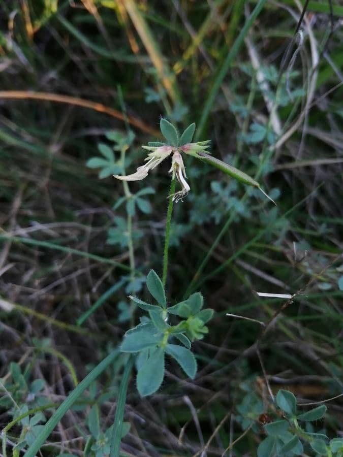 Lotier corniculé 3