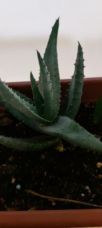 Aloe