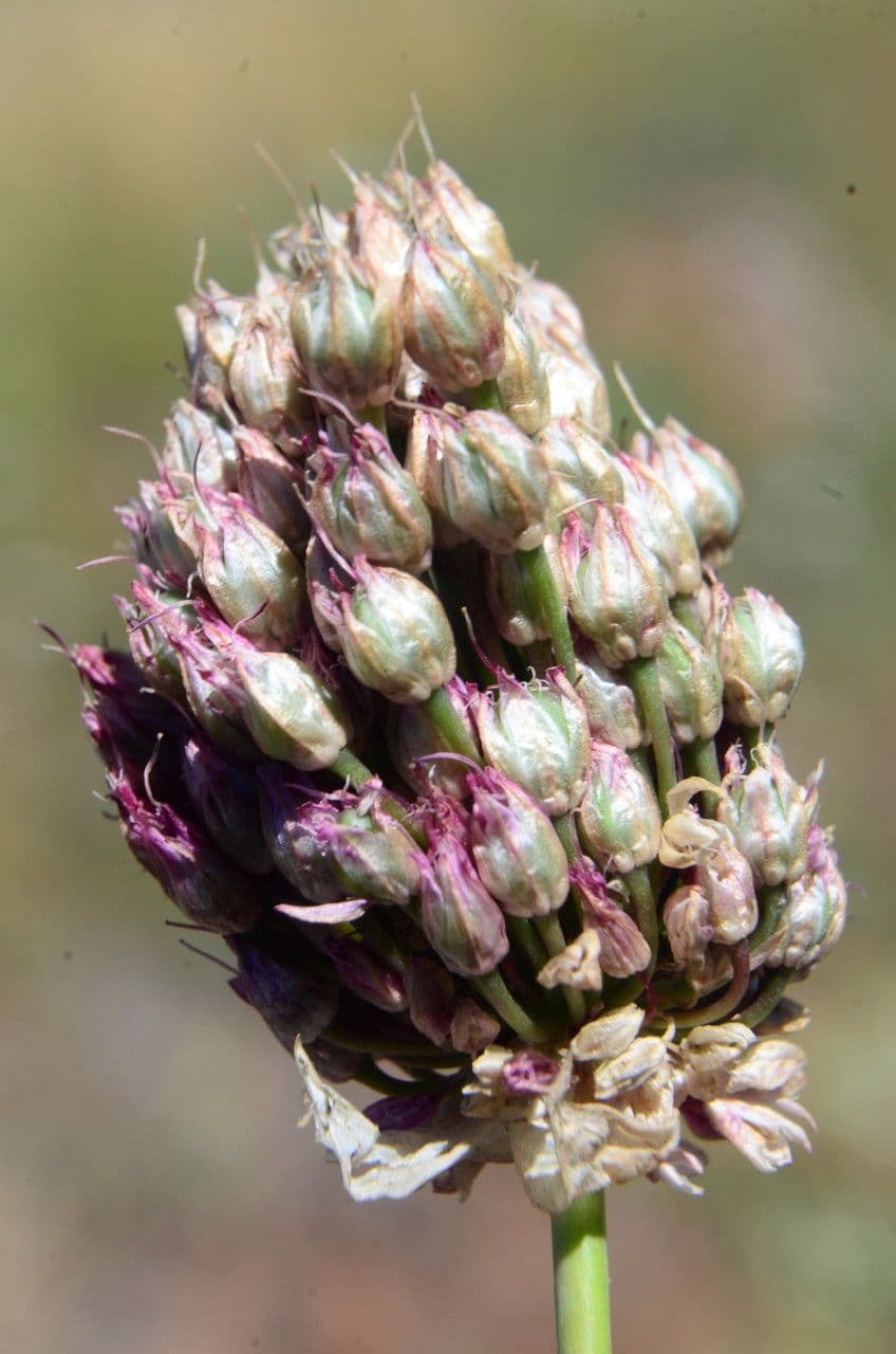 Aglio testatonda
