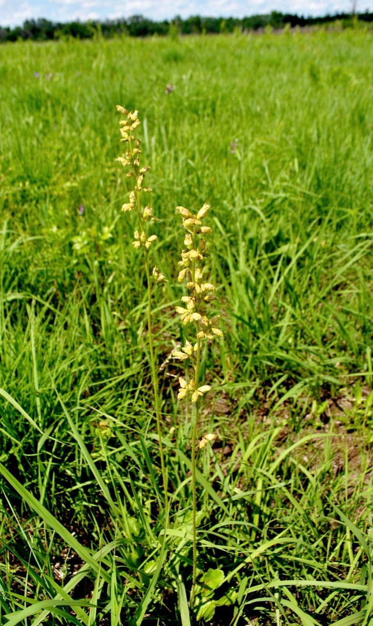 Heuchère de Richardson 8