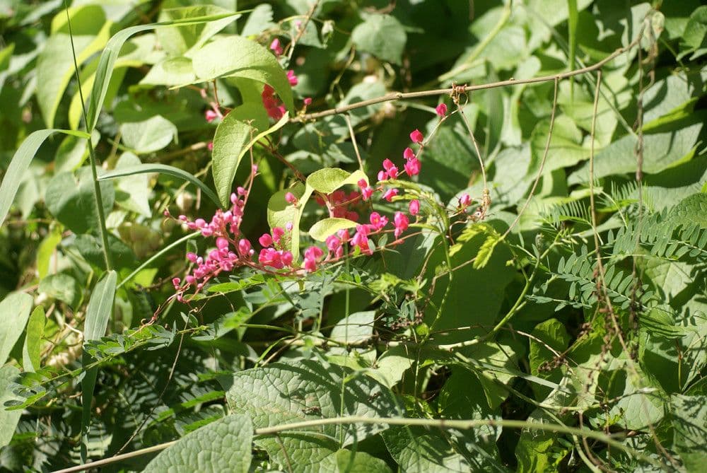 Antigonon leptopus 28