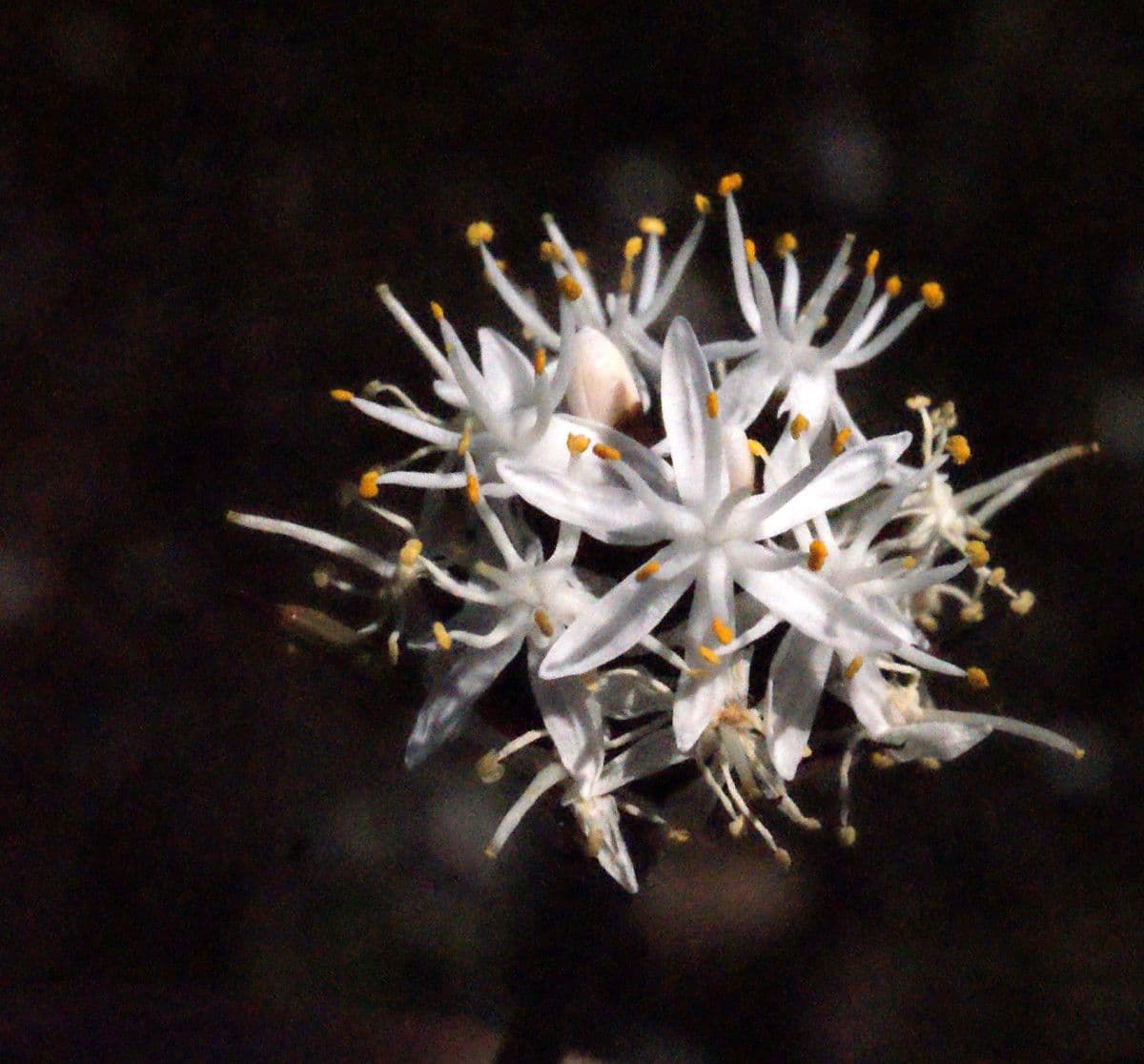 Borya constricta 4