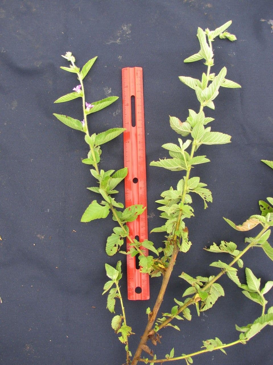 Melochia villosa 21