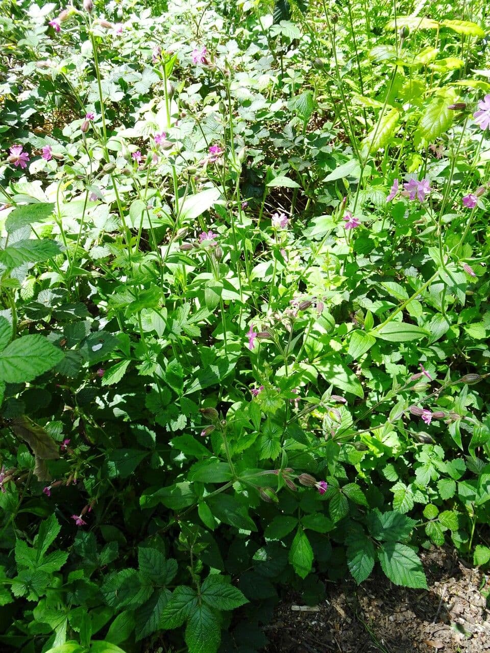 Silene dioica 12