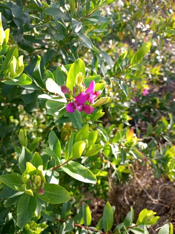 Myrtenblättrige Kreuzblume 16